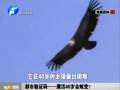 都市驗(yàn)證碼——鷹活40歲會(huì)蛻變？