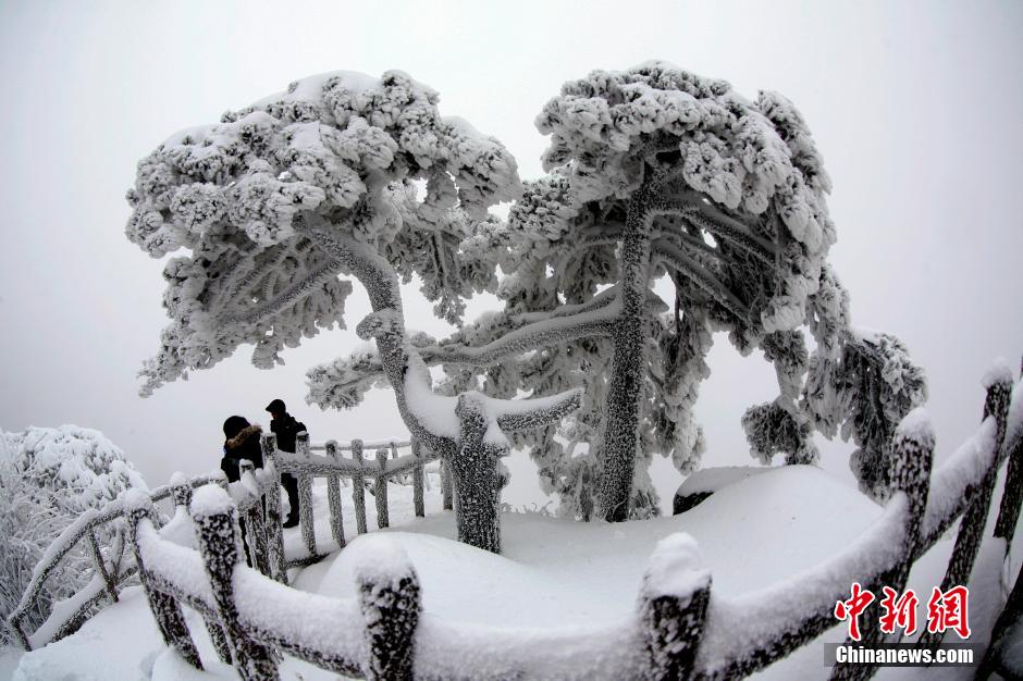 12月18日，雪后的安徽黃山風(fēng)景區(qū)出現(xiàn)了大面積雪凇美景，銀裝素裹，玉樹瓊枝，游人置身其間，如醉如癡。