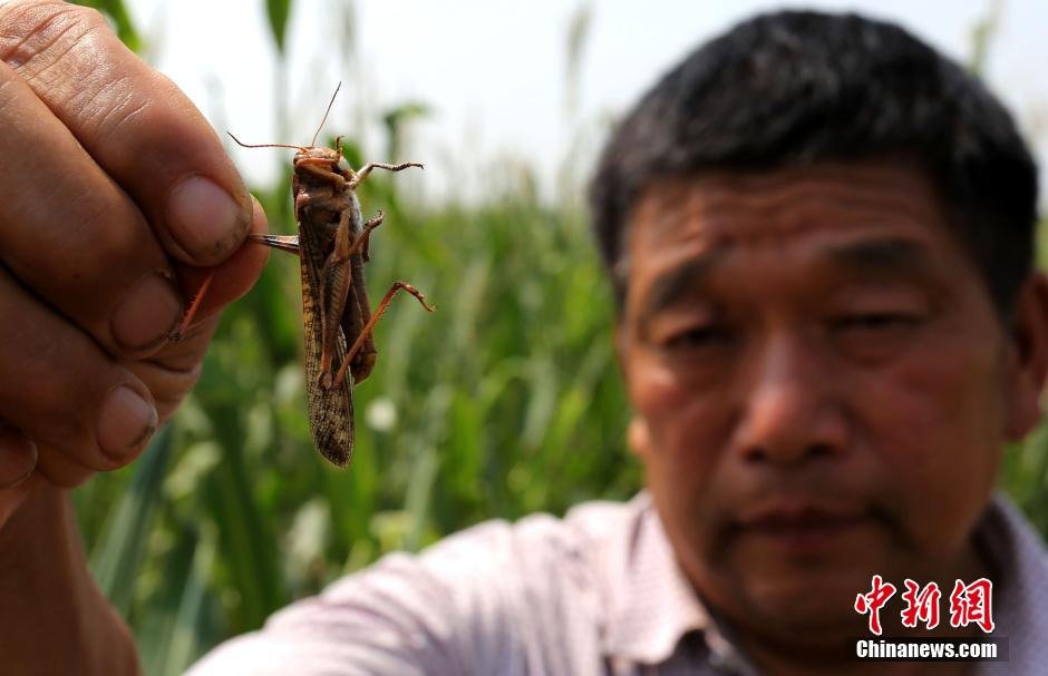 河南大量蝗蟲蠶食玉米 飛機噴灑農(nóng)藥滅殺