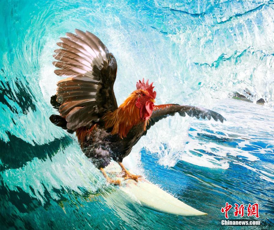 有趣！英國一公司推出公雞日歷